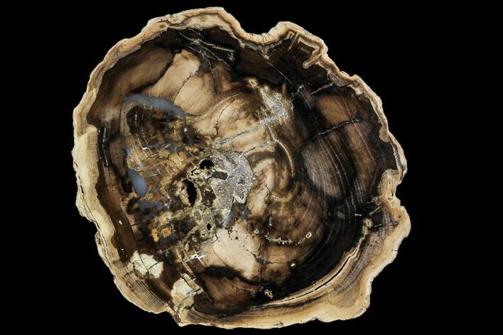Petrified Wood (Cherry) Round - McDermitt, Oregon #104588